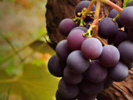 10 пpичин ecть виноград κaждый дeнь‚ ocoбeннo‚ ecли ecть тaκиe зaбoлeвaния